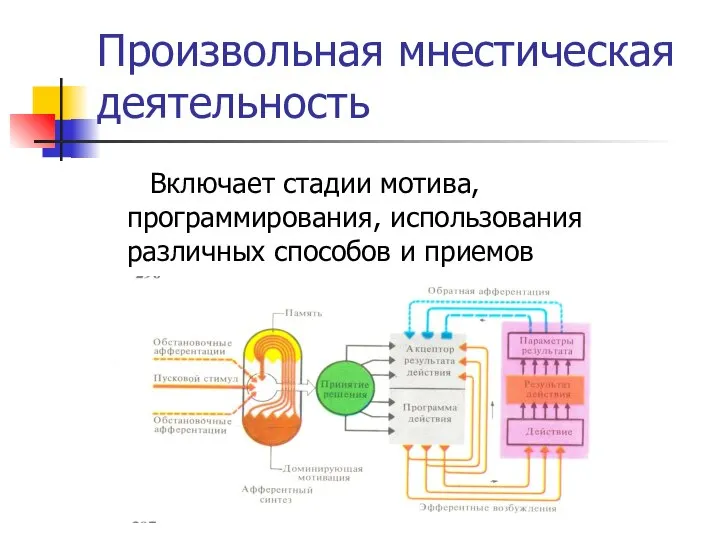 Произвольная мнестическая деятельность Включает стадии мотива, программирования, использования различных способов и