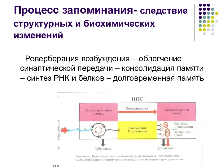 Процесс запоминания- следствие структурных и биохимических изменений Реверберация возбуждения – облегчение