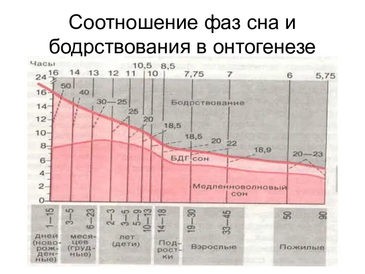 Соотношение фаз сна и бодрствования в онтогенезе