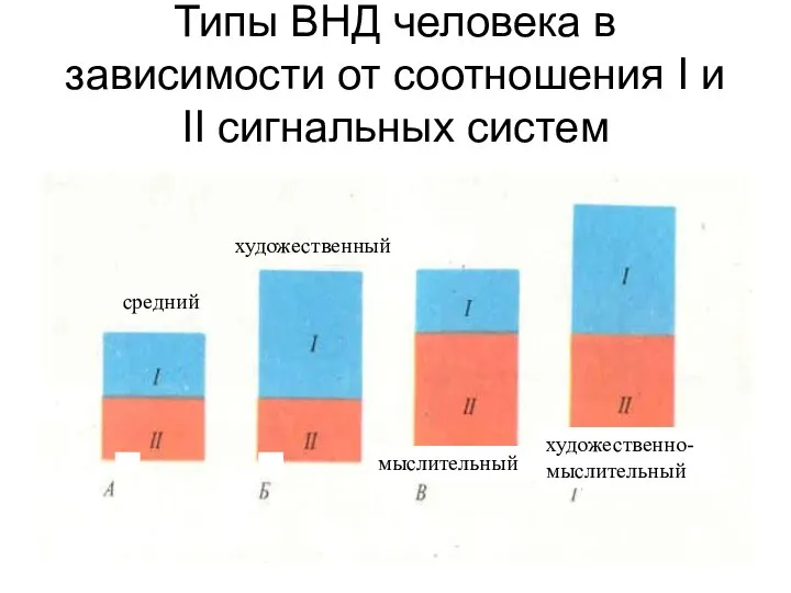 Типы ВНД человека в зависимости от соотношения I и II сигнальных систем средний художественный мыслительный художественно-мыслительный