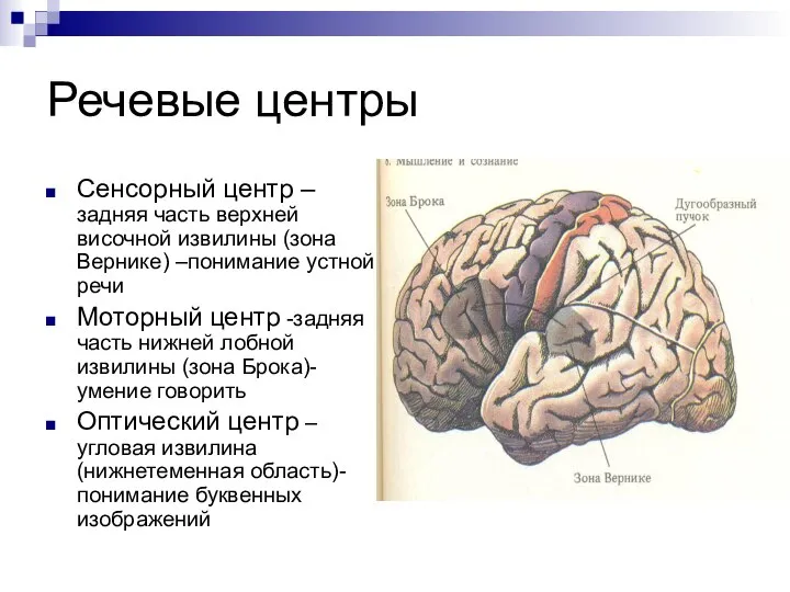 Речевые центры Сенсорный центр – задняя часть верхней височной извилины (зона