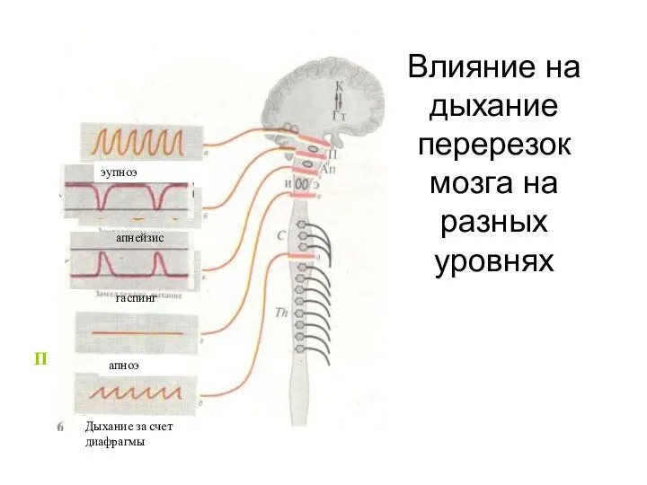 Влияние на дыхание перерезок мозга на разных уровнях П апнейзис гаспинг