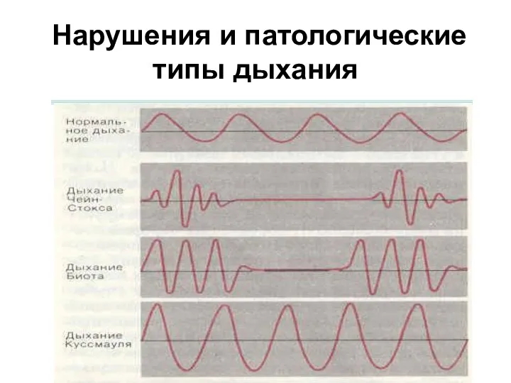 Нарушения и патологические типы дыхания