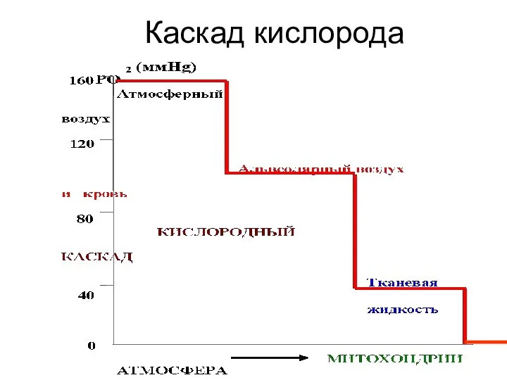 Каскад кислорода