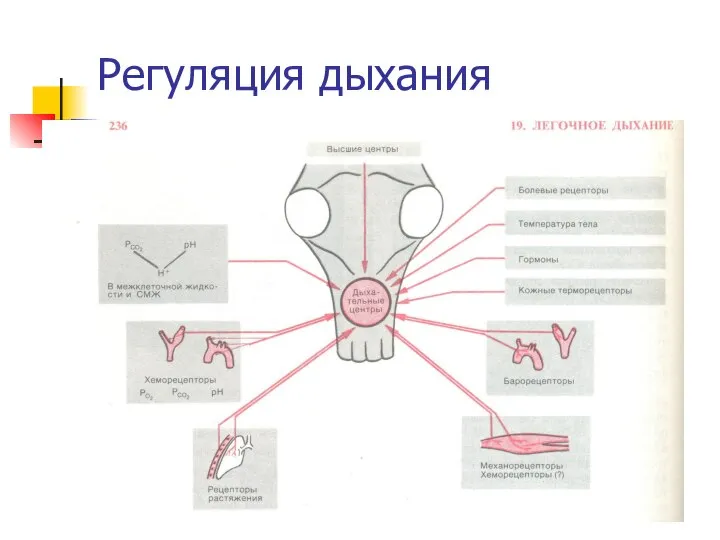 Регуляция дыхания