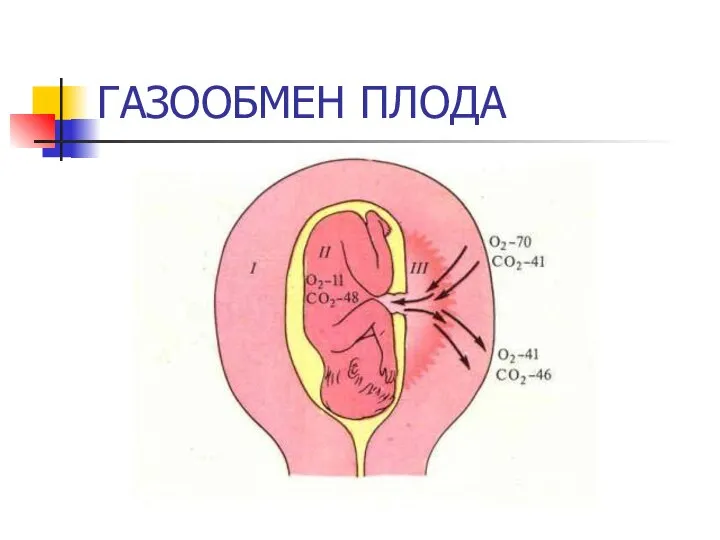 ГАЗООБМЕН ПЛОДА