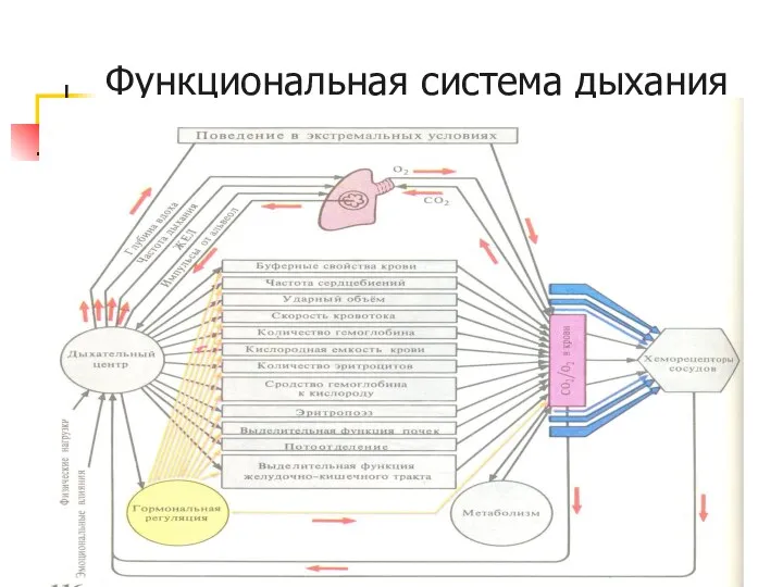 Функциональная система дыхания