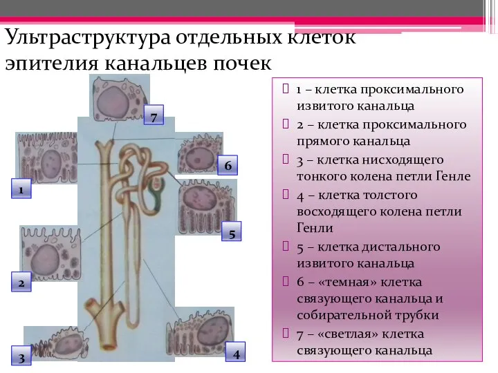 Ультраструктура отдельных клеток эпителия канальцев почек 1 1 – клетка проксимального