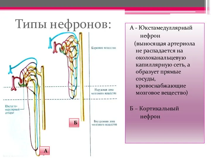 А - Юкстамедуллярный нефрон (выносящая артериола не распадается на околоканальцевую капиллярную