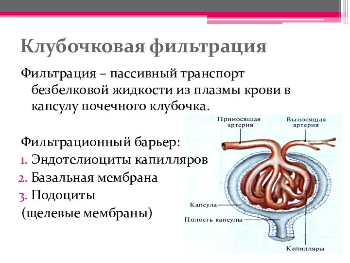 Клубочковая фильтрация Фильтрация – пассивный транспорт безбелковой жидкости из плазмы крови