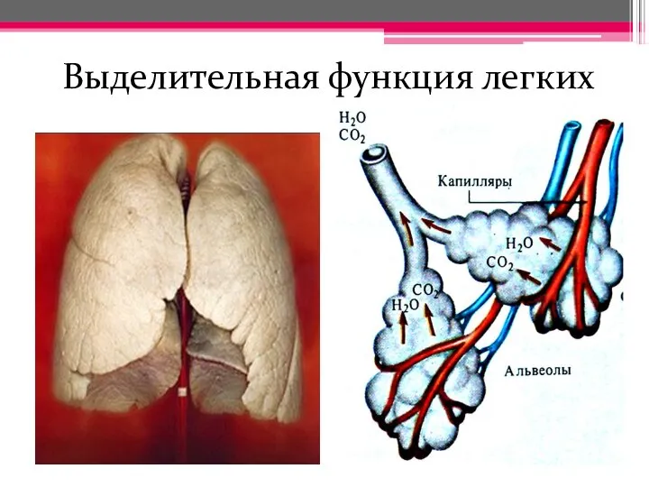 Выделительная функция легких