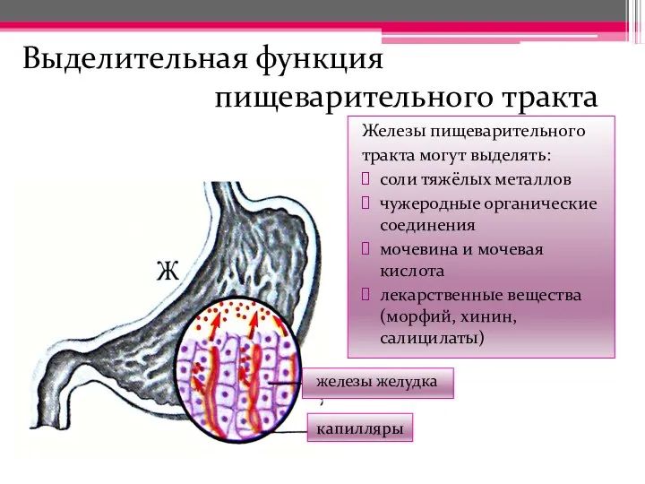 Выделительная функция пищеварительного тракта капилляры железы желудка Железы пищеварительного тракта могут