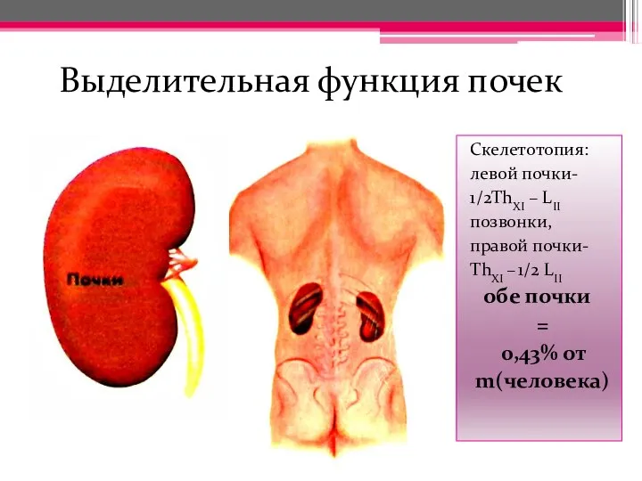 Выделительная функция почек Скелетотопия: левой почки- 1/2ThXI – LII позвонки, правой