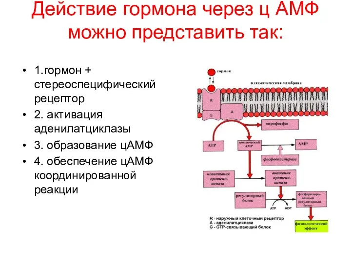 Действие гормона через ц АМФ можно представить так: 1.гормон + стереоспецифический