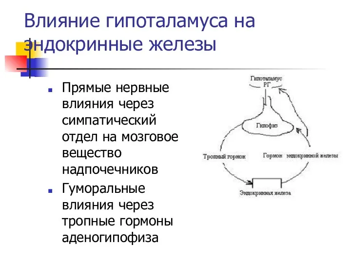 Влияние гипоталамуса на эндокринные железы Прямые нервные влияния через симпатический отдел