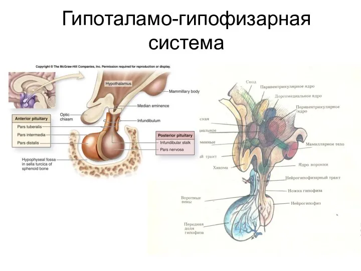 Гипоталамо-гипофизарная система