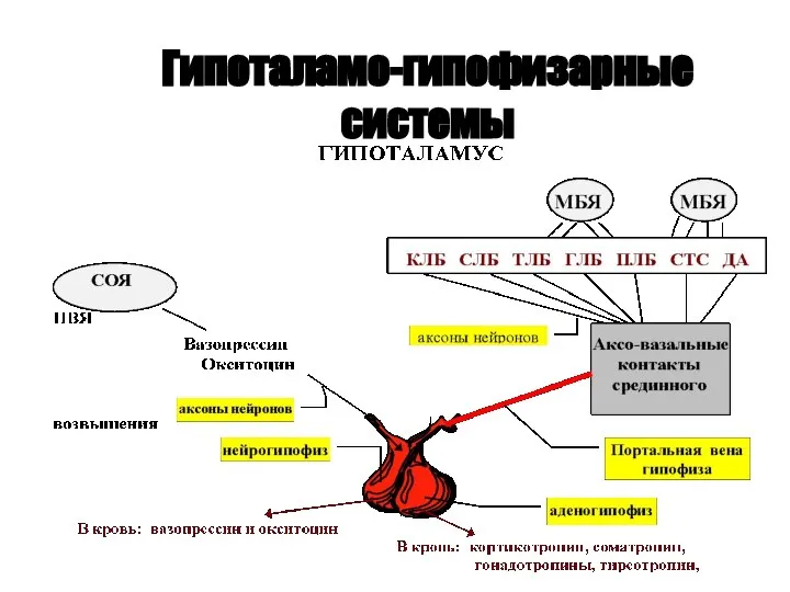 Гипоталамо-гипофизарные системы