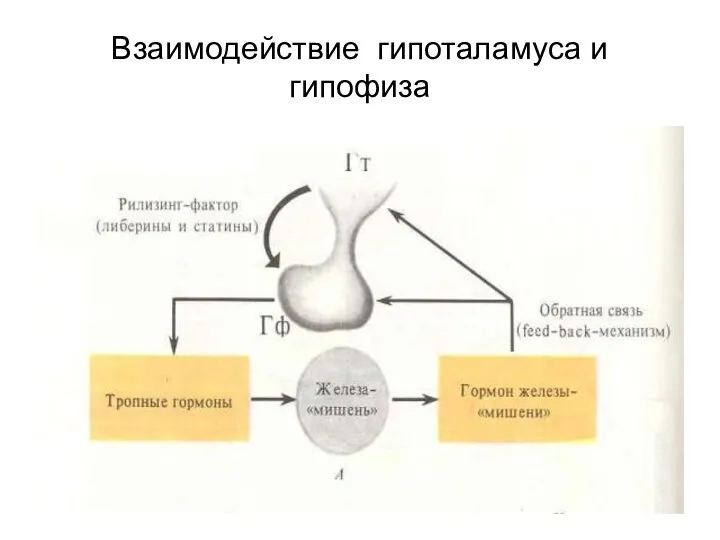 Взаимодействие гипоталамуса и гипофиза