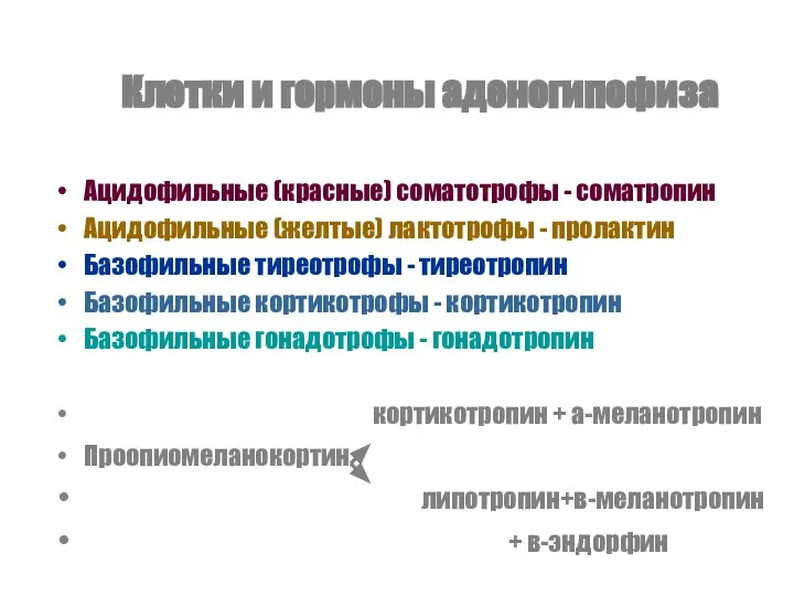 Клетки и гормоны аденогипофиза Ацидофильные (красные) соматотрофы - соматропин Ацидофильные (желтые)