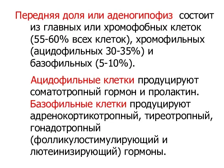 Передняя доля или аденогипофиз состоит из главных или хромофобных клеток(55-60% всех