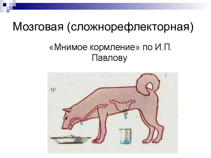 Мозговая (сложнорефлекторная)