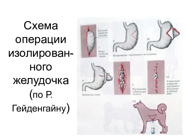 Схема операции изолирован-ного желудочка (по Р. Гейденгайну)