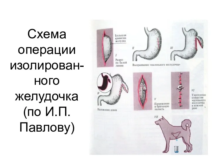 Схема операции изолирован-ного желудочка (по И.П. Павлову)