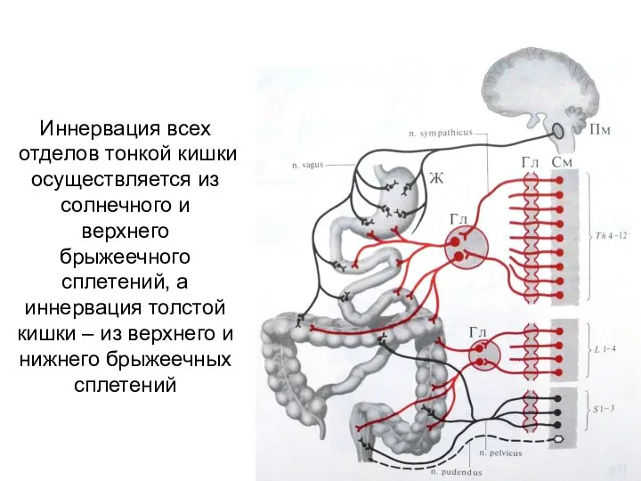 Иннервация всех отделов тонкой кишки осуществляется из солнечного и верхнего брыжеечного