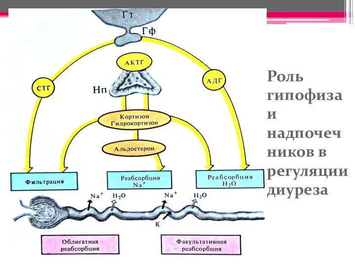 Роль гипофиза и надпочечников в регуляции диуреза