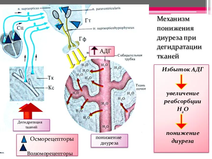 Избыток АДГ увеличение реабсорбции H2O понижение диуреза Механизм понижения диуреза при