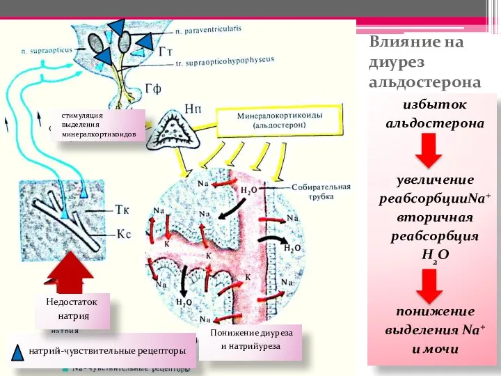 Влияние на диурез альдостерона избыток альдостерона увеличение реабсорбцииNa+ вторичная реабсорбция H2O