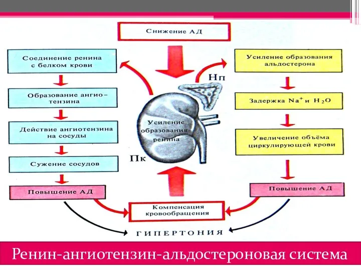 Ренин-ангиотензин-альдостероновая система