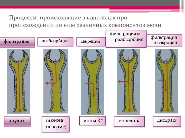 Процессы, происходящие в канальцах при происхождении по ним различных компонентов мочи