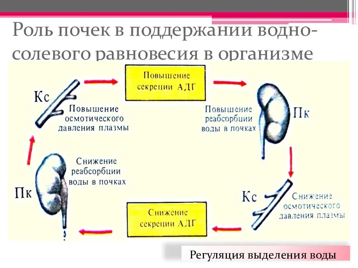 Роль почек в поддержании водно-солевого равновесия в организме Регуляция выделения воды