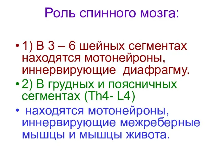 Роль спинного мозга: 1) В 3 – 6 шейных сегментах находятся