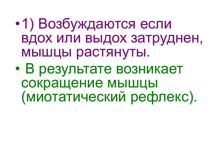 1) Возбуждаются если вдох или выдох затруднен, мышцы растянуты. В результате возникает сокращение мышцы (миотатический рефлекс).