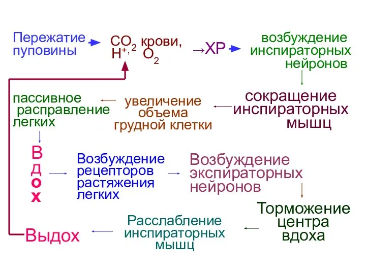 Пережатие пуповины СО2 крови, Н+, О2 →ХР возбуждение инспираторных нейронов сокращение