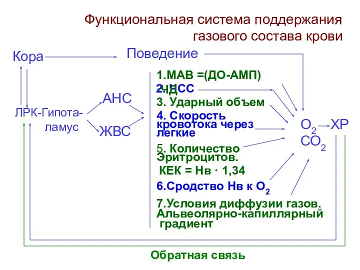 О2 СО2 ХР ЛРК-Гипота- ламус АНС ЖВС 2. ЧСС 3. Ударный