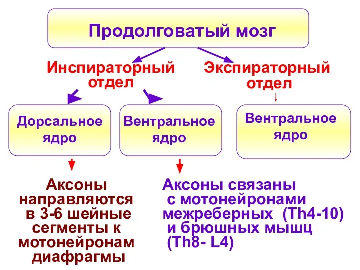 Продолговатый мозг Дорсальное ядро Аксоны направляются в 3-6 шейные сегменты к