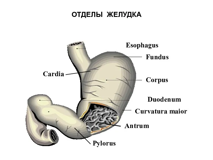 ОТДЕЛЫ ЖЕЛУДКА Esophagus Fundus Corpus Duodenum Antrum Curvatura maior Pylorus Cardia