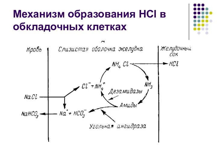 Механизм образования HCl в обкладочных клетках