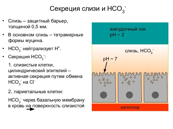 Секреция слизи и НСО3-