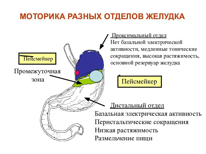 МОТОРИКА РАЗНЫХ ОТДЕЛОВ ЖЕЛУДКА Проксимальный отдел Нет базальной электрической активности, медленные