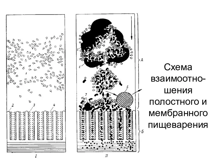 Схема взаимоотно-шения полостного и мембранного пищеварения