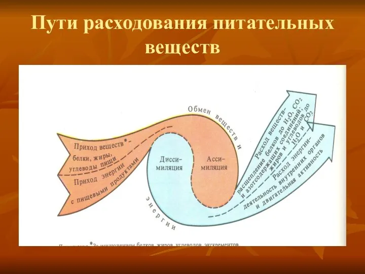 Пути расходования питательных веществ