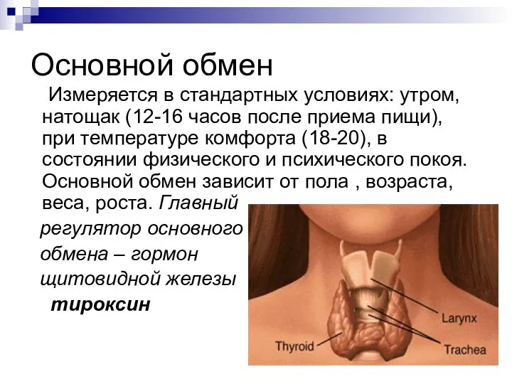 Основной обмен Измеряется в стандартных условиях: утром, натощак (12-16 часов после