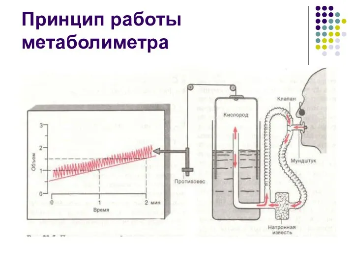 Принцип работы метаболиметра