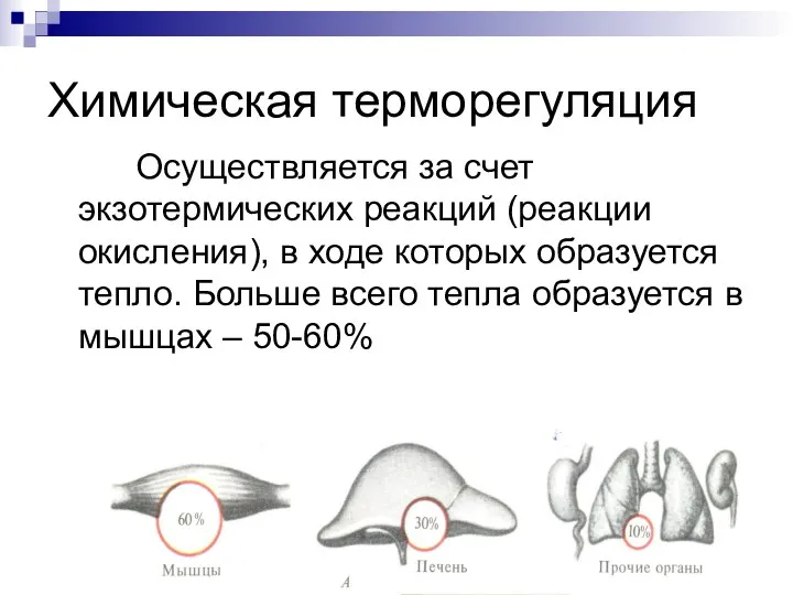 Химическая терморегуляция Осуществляется за счет экзотермических реакций (реакции окисления), в ходе