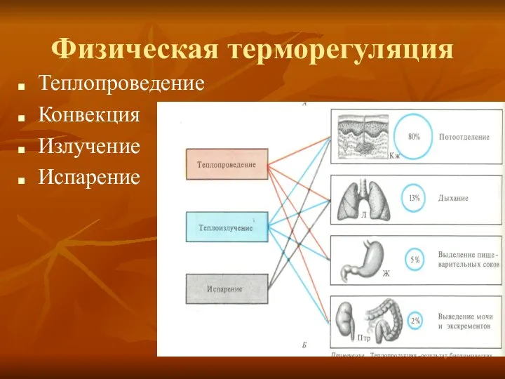 Физическая терморегуляция Теплопроведение Конвекция Излучение Испарение