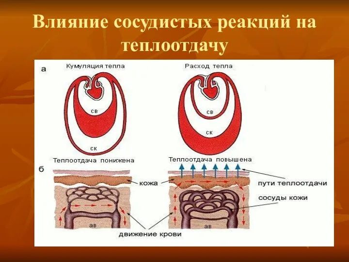 Влияние сосудистых реакций на теплоотдачу